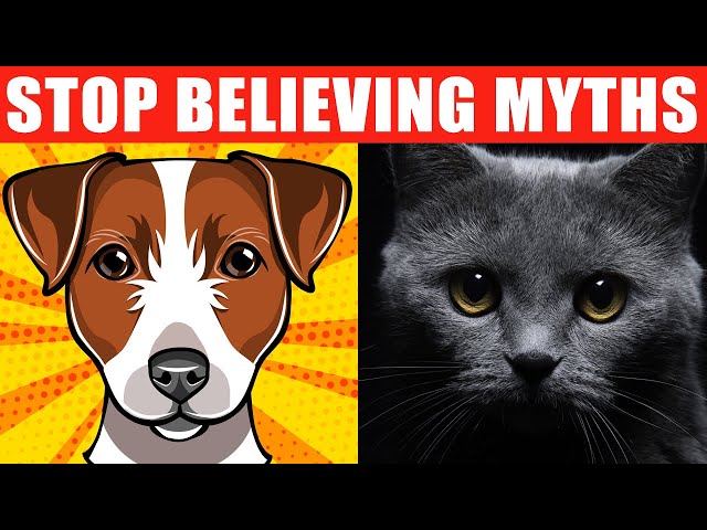 24 Pet Myths You Should Stop Believing