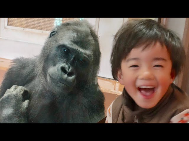 Best friend overjoyed by gorilla girl's unexpected behavior｜Shabani Group