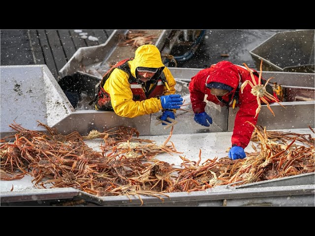 Catching Tons of Snow Crabs at Sea - Amazing crab catching skills of skilled fishermen