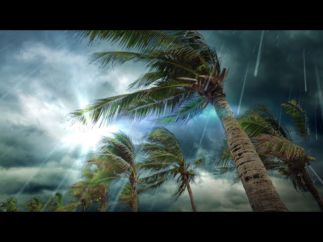 Tropical Storm Rain Sounds | Sleep, Study or Relax with Rainstorm White Noise | 10 Hours
