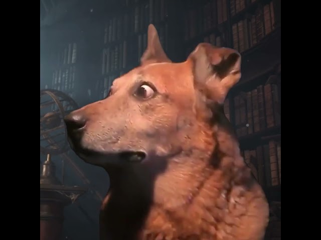 Scared dog reacting to Dumbledore