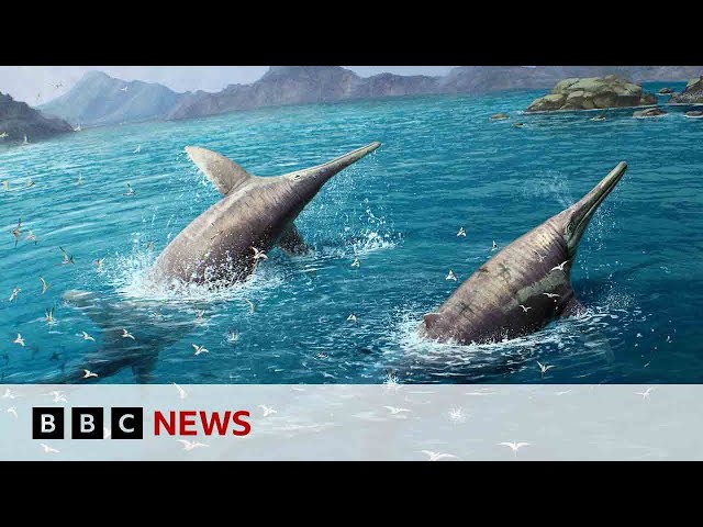 Largest ever sea creature discovered by scientists | BBC News