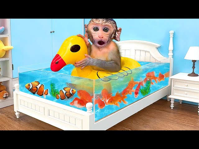 Monkey Baby Bon Bon Eat Fried Egg And Swimming With puppies and ducklings in the garden