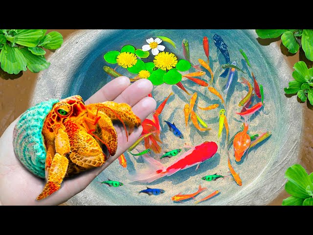 Most Amazing Found Hermit Crabs, Colorful Fish, Snails, Ornamental Fish, Goldfish, Koi Fish, Turtle