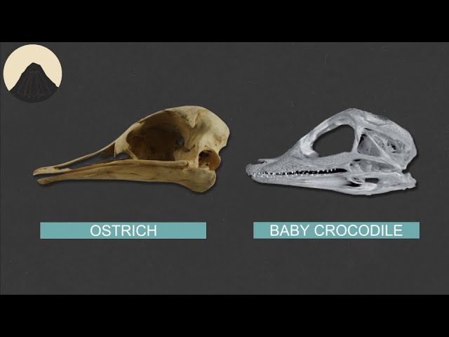 Why do Birds have baby Crocodile skulls?