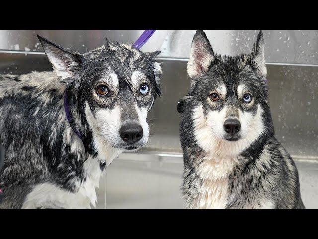 My Subscribers Saved This Dogs Life | Husky