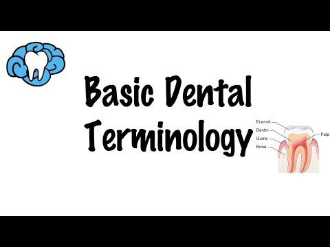 The Basics of Dentistry