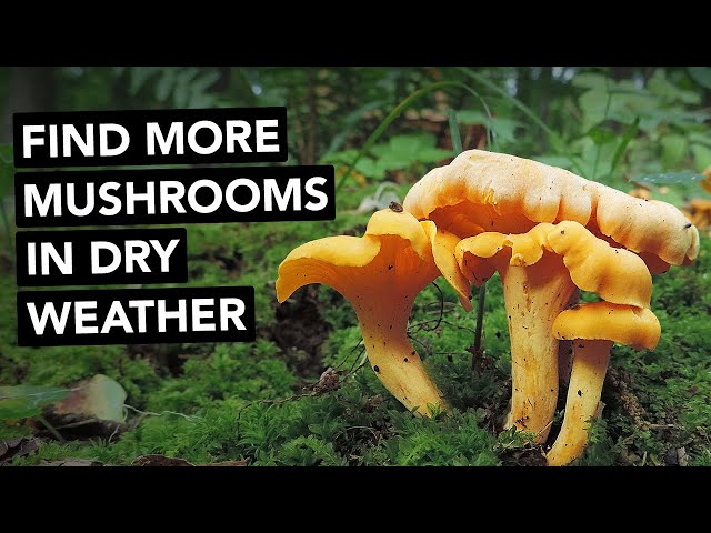 Find More Mushrooms In Dry Weather — 5 Tips