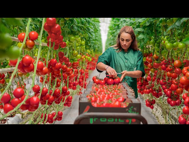 A high-tech greenhouse for growing tomatoes! The coherence of the work is amazing