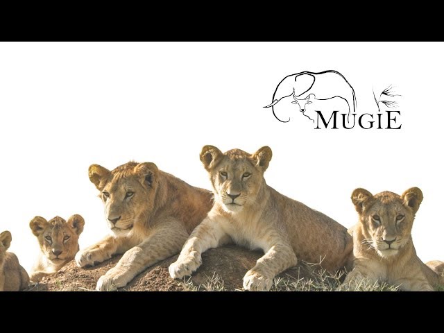 The Mugie Story - Mugie Conservancy Laikipia, Kenya