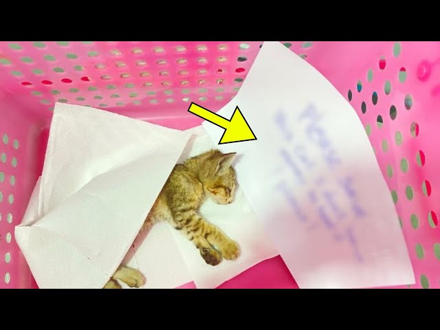 Cat Got Returned To Shelter After A Day. Staff Bursts Into Tears When Reading The Note It Came With