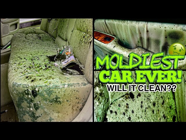 Deep Cleaning the MOLDIEST BIOHAZARD Car You've Ever Seen - You Won't Believe the Before and After!