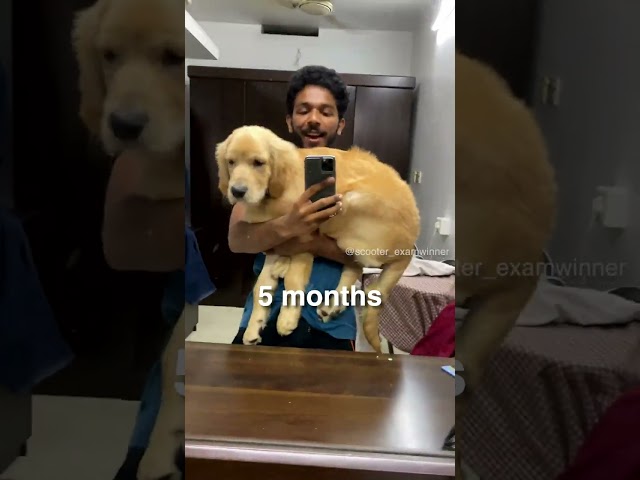 Scooter🛵 growing up 🐶 🦮
