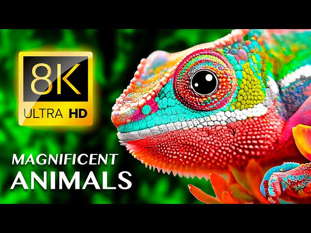 MAGNIFICENT ANIMALS 8K ULTRA HD / With Calming Music