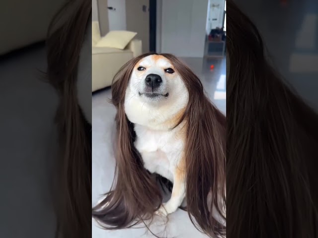 The most fabulous dog you will ever see!