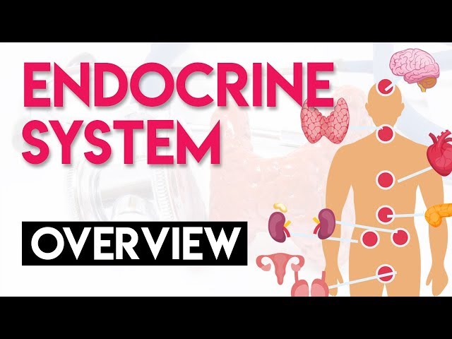 Overview and Anatomy & Physiology | Endocrine System (Part 1)