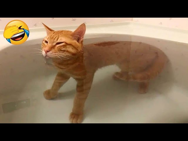 You Laugh You Lose 🤣 Funniest Dogs and Cats 2024 😹🐶 Part 31