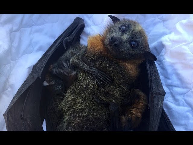 Rescue of a flying-fox hanging on a pool fence:  Riki and her twins