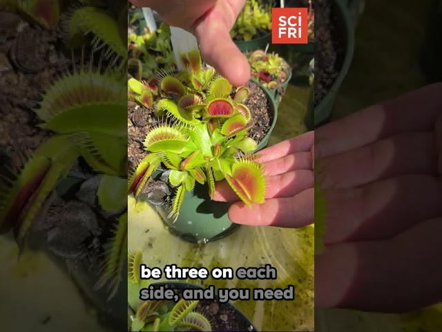 Venus flytraps are much-loved plants, but do you know where are they from?