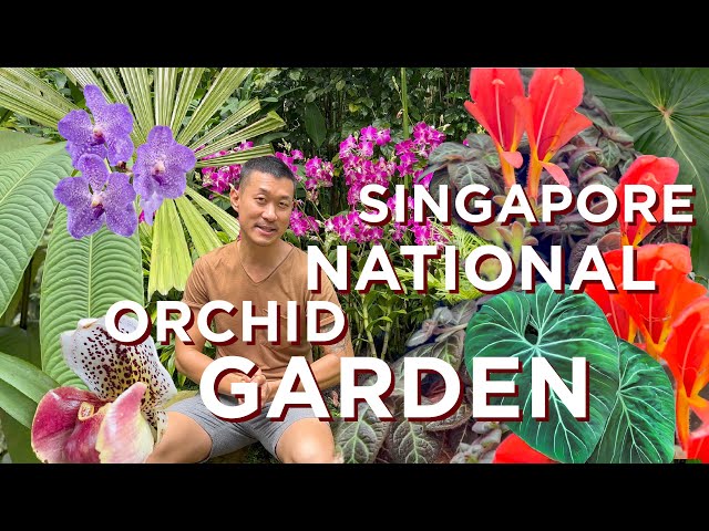 Best Landscaped Garden In The world | DIVERSE Plant Collections of National Orchid Garden Singapore