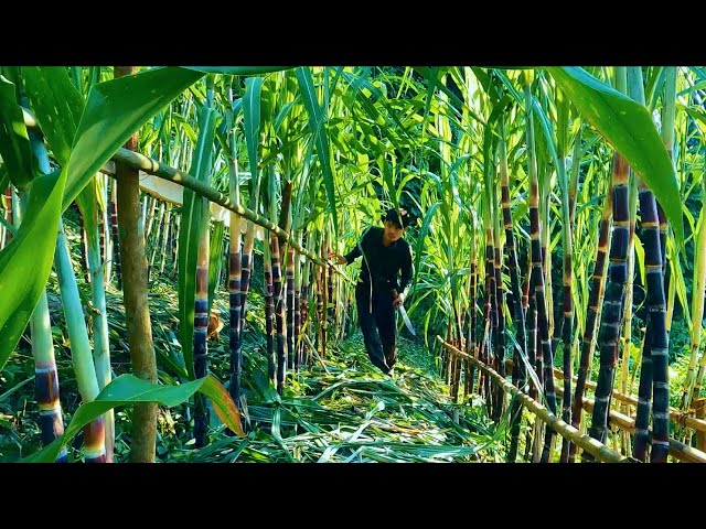 Nurturing new seeds, Taking care of the sugarcane garden that is about to be harvested | Survival