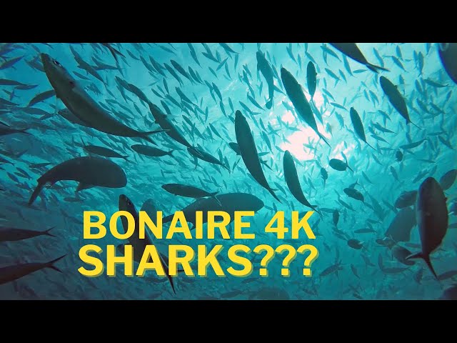 Bonaire - Dutch Caribbean Compilation - Part 1 in 4K