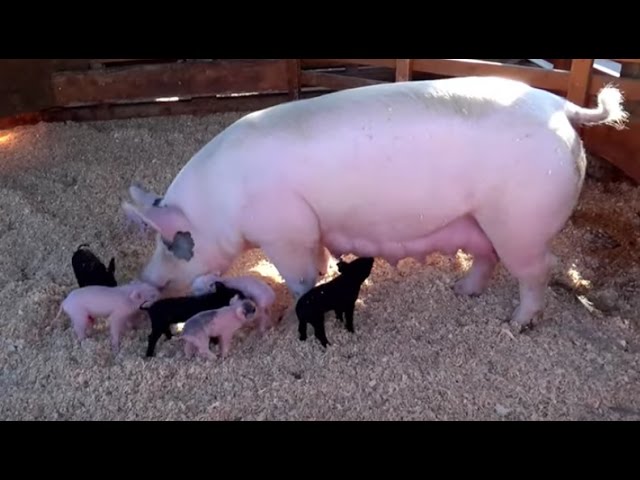 AWESOME MOTHER PIGS & THEIR  PIGLETS - A Must See