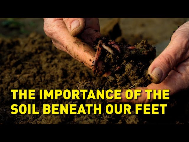 Regenerating the world’s degraded soil