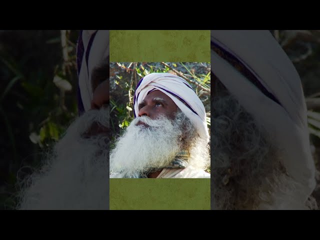 Sadhguru Returns To His Enlightenment Spot #Shorts | Shemaroo Spiritual Life