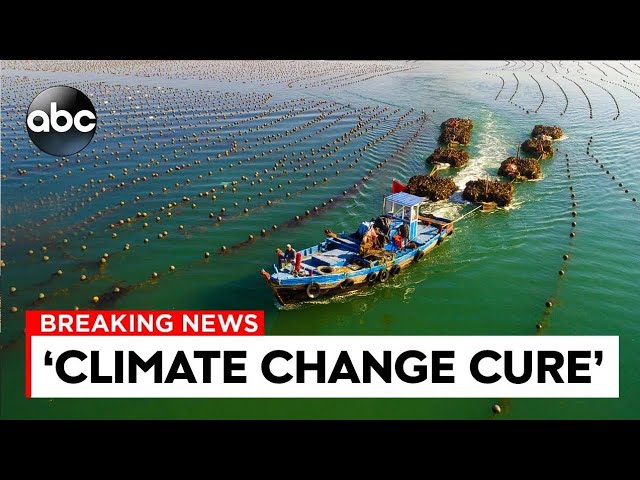 Floating Farms May Be The Way Of The FUTURE..