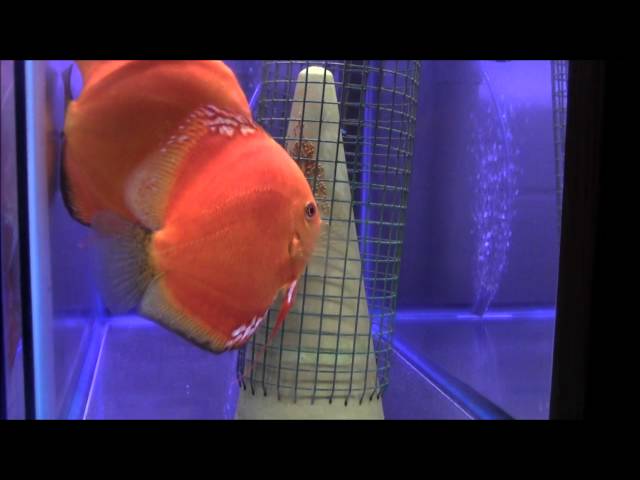 HOW TO BREED DISCUS WITH DISCUS HANS