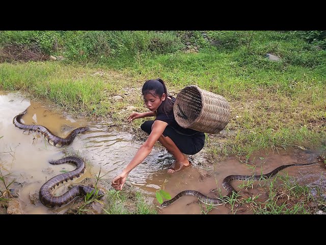 Catch and cook snake for survival food, Snake soup tasty for dinner - Survival in forest