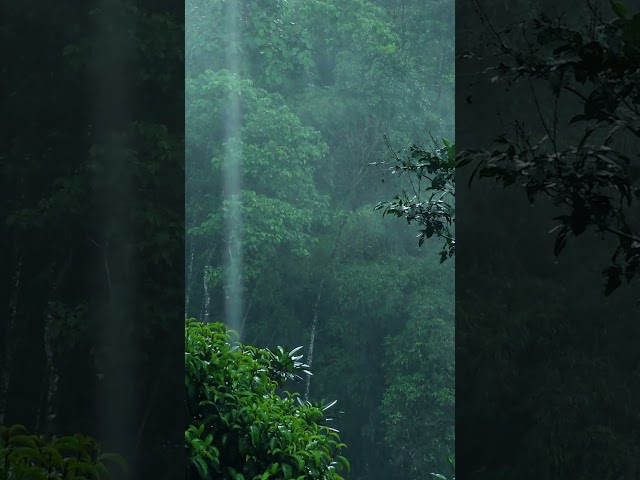 ✅眠りにつく11時間のリラックスできる熱帯雨林の水たまりの音丨純粋な雨の音丨小雨と木から落ちる雨滴丨雨の日に雨水が水たまりに当たる音丨ホワイトノイズ環境音