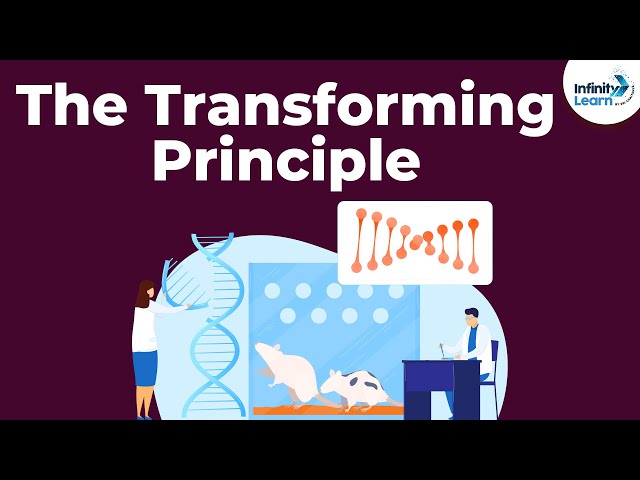 Genetics - The Transforming Principle - Lesson 12 | Don't Memorise