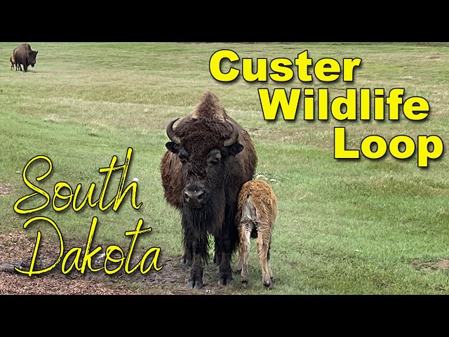 Custer Wildlife Loop