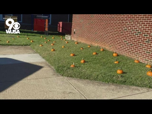Stafford Co. Elementary School Principal set up a pumpkin patch for students Get Uplifted