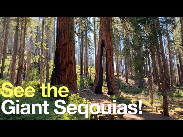 Mariposa Grove of Giant Sequoias - Hike Guide