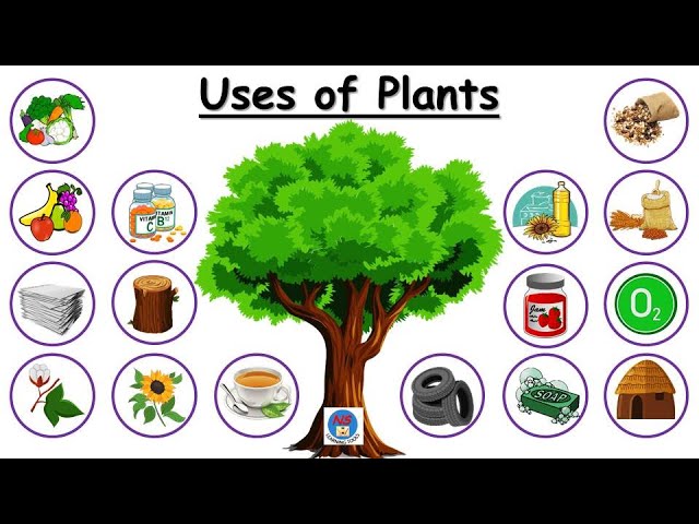Uses of Plants for kids | Use of Plants | Plants and their uses | Plant give us | Uses of trees