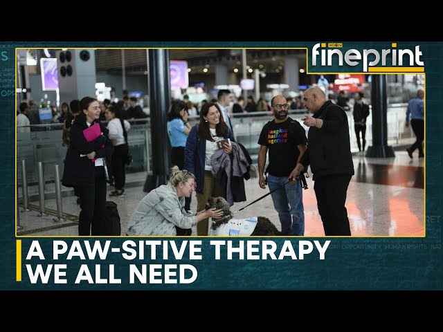 Istanbul airport provides anxious travelers with paw-sitive experience | WION Fineprint