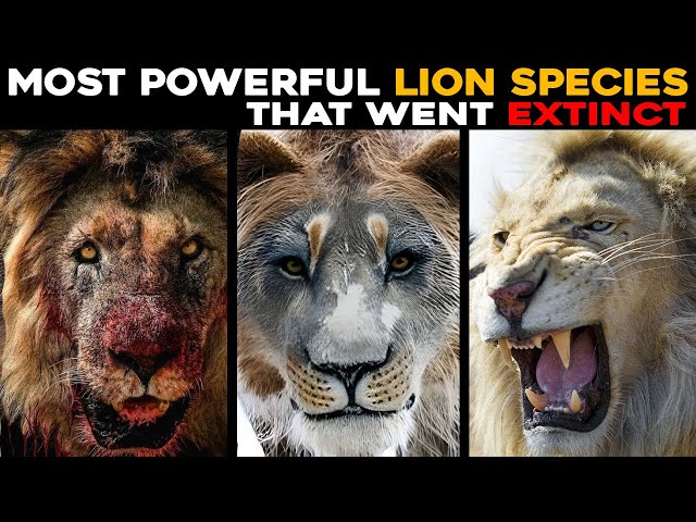 6 Most Powerful Extinct Lion Species