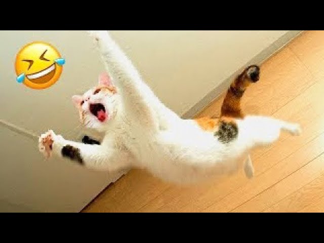 When Animals Fail 😂 Funniest Dogs and Cats Ever!