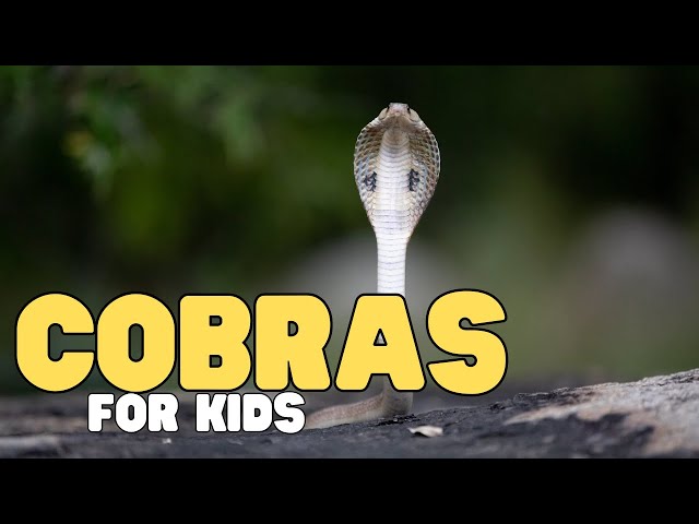 Cobras for Kids | Learn all about these fascinating reptiles!