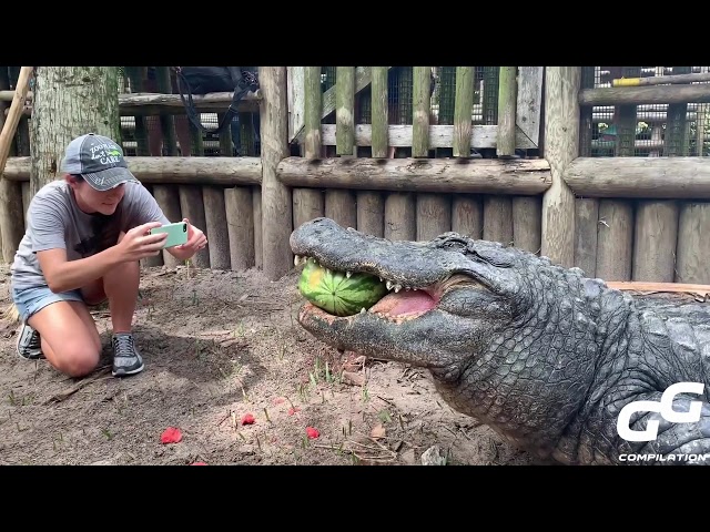 Animals Smash HUGE Watermelons in ONE BITE Compilation | Alligator | Hippo | Turtle | Elephant 2020