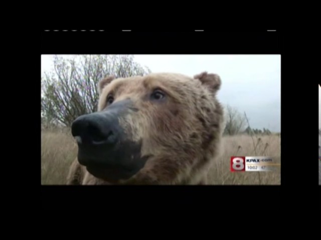 Be Bear Aware Interview - KPAX TV (CBS Affiliate)
