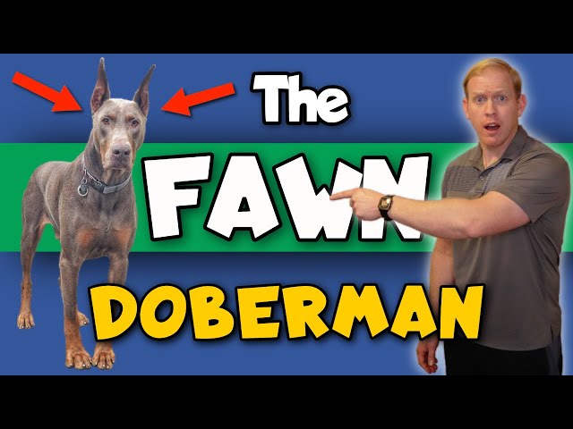 The Fawn (Isabella) Doberman: Price, Health, & Footage