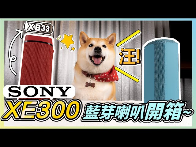 MAXAUDIO | Adorable Shiba Inu Drives Over 🥰 SONY XE300 Next-Gen Bluetooth Speaker Unboxing ~