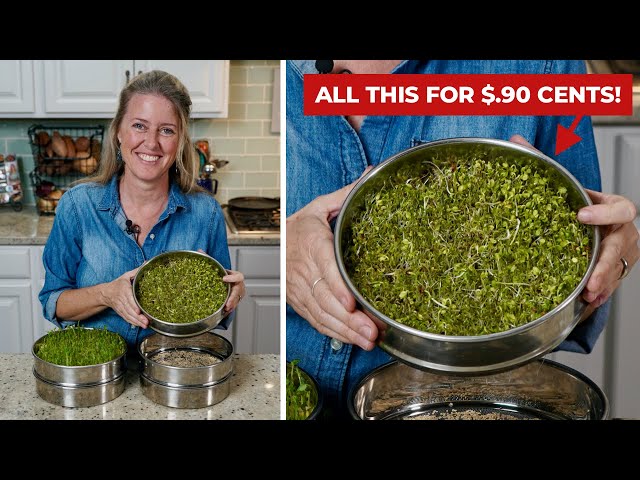 Easily grow SPROUTS 🌿 at home for pennies on the dollar!