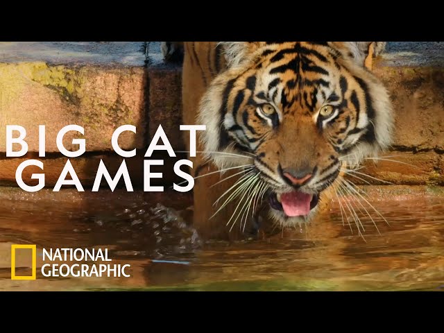 Keeping a Sumatran Tiger Healthy | Magic of Disney's Animal Kingdom