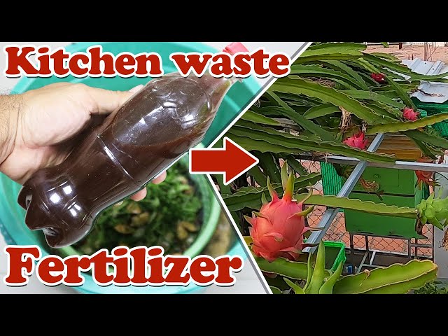 How to make liquid fertilizer from kitchen waste | organic liquid fertilizer for all plants