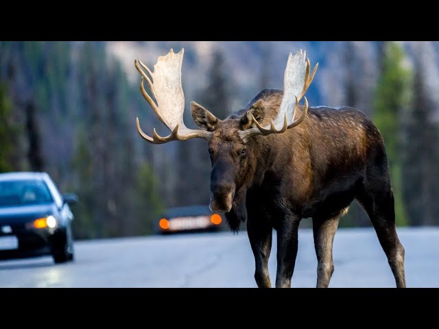 Bull Moose Stops Traffic in Canada's Rockies During the Rut